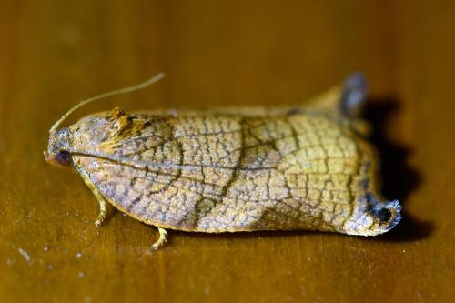 Réf. 337 346 : Archips podana